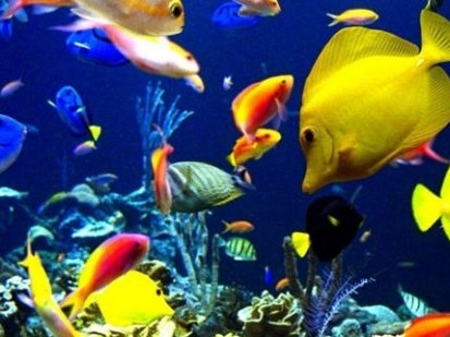 Many attractions for children